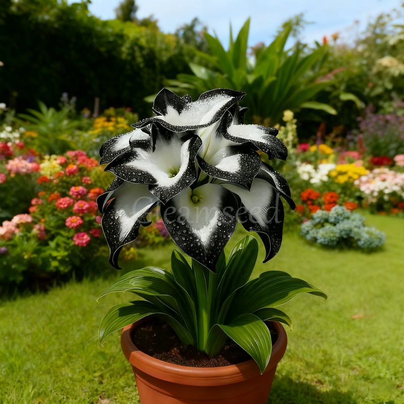 βοΈ Rare new variety Ice Blue Calla Lily bulbs π - Easy to grow. cold and heat resistant