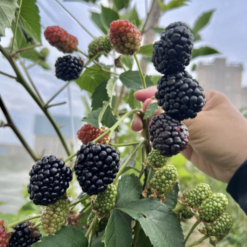 🍓BLACK RASPBERRY ORGANIC NATURAL SEEDS