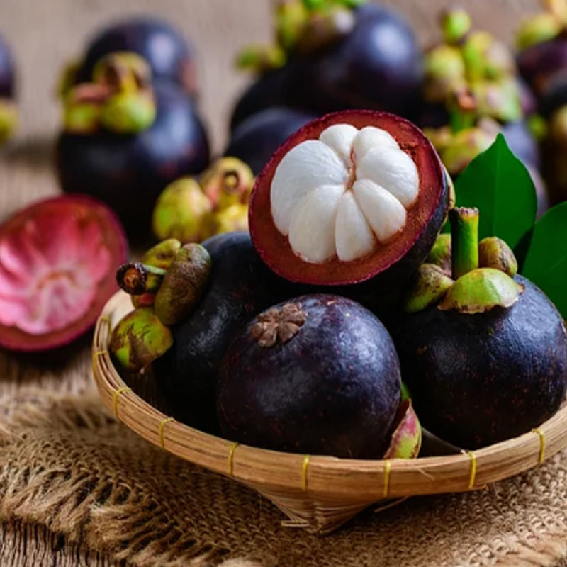 🍈MANGOSTEEN SEEDS