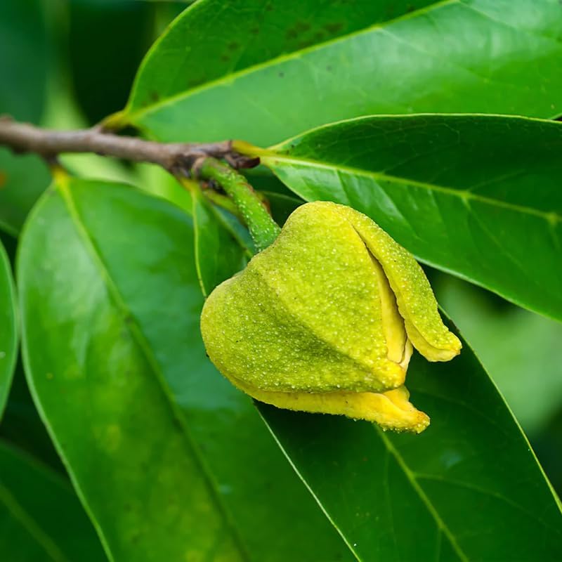 ๐ฅ๐ธ Organic Soursop (Graviola) Seeds โ Non-GMO Heirloom Tropical Fruit seeds