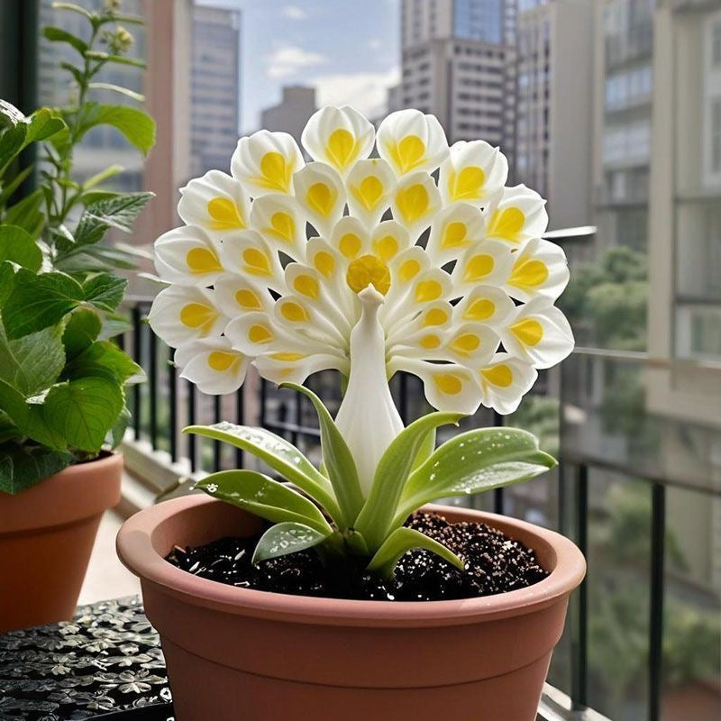 π The Queen of Fragrant Blooms β Peacock Orchid Bulbs for Pure Garden Luxury