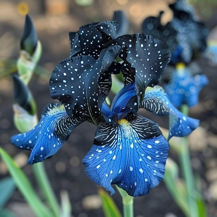 ⚜️Rare Tall Bearded Iris (Premium Bulb Variety)