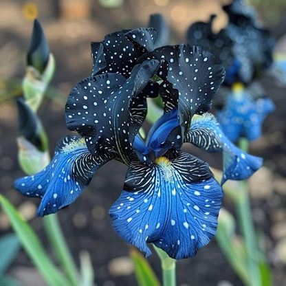 ⚜️Rare Tall Bearded Iris (Premium Bulb Variety)