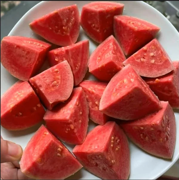 🔥 New Harvest Organic Pink Guava Seeds | Grow Your Own Tropical Fruit Tree At Home