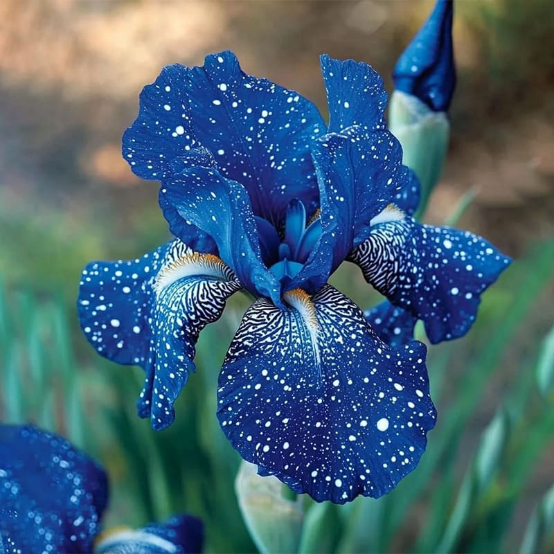 ⚜️Rare Tall Bearded Iris (Premium Bulb Variety)