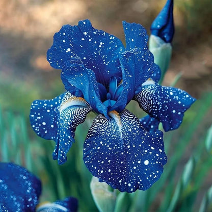 ⚜️Rare Tall Bearded Iris (Premium Bulb Variety)