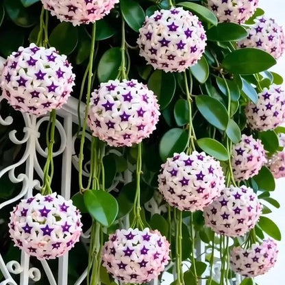✨Hoya Bulbs- Stars falling from the sky✨