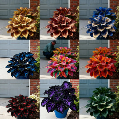 🌈🔥 Limited Edition Rainbow Flame Hostas -Rare Multicolor Foliage. Exclusive to Our Store 🌸