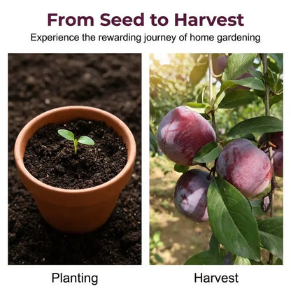 🌳LIMITED-TIME⏰🍑 Heirloom Non-GMO Grafted Plum Tree Live Seeds