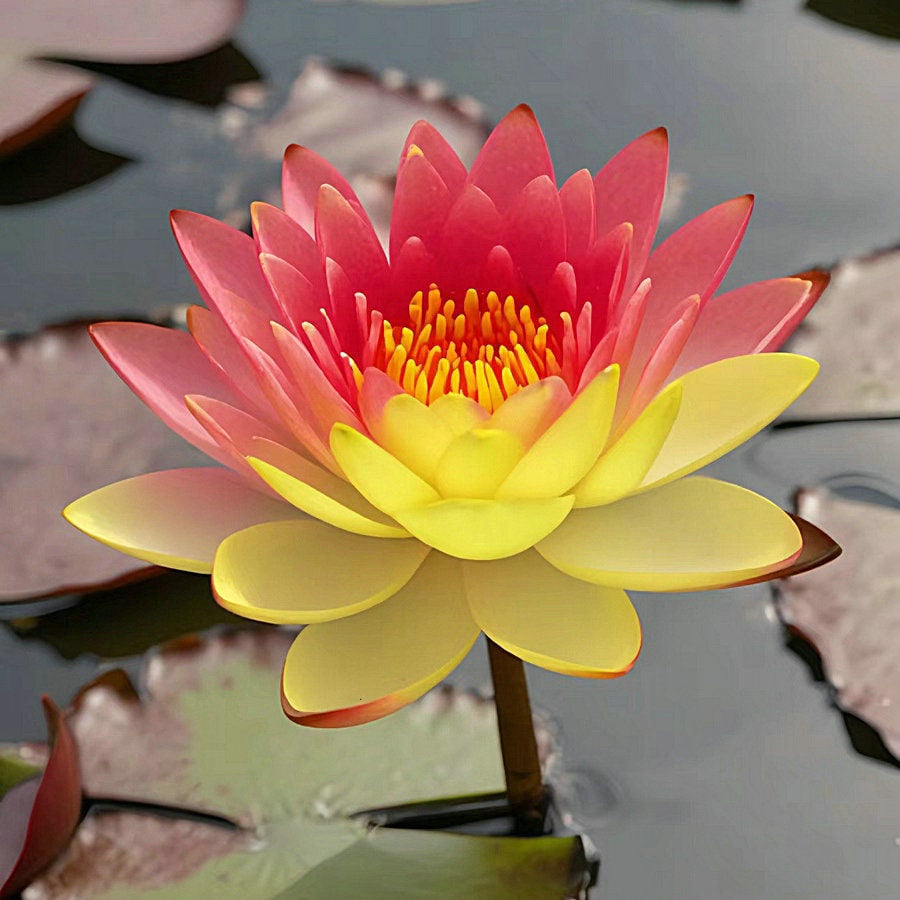 💐The Sacred Bonsai Bowl Lotus Flower Seeds