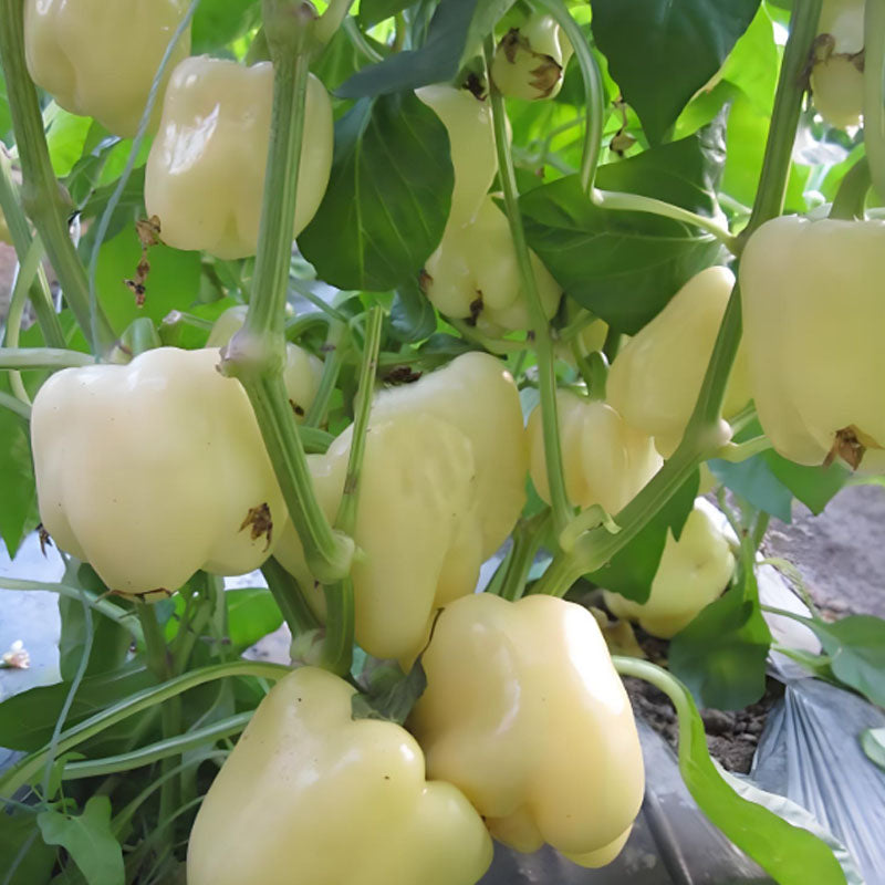 COLORFUL SWEET PEPPER SEEDS