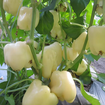 COLORFUL SWEET PEPPER SEEDS