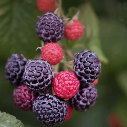 🍓BLACK RASPBERRY ORGANIC NATURAL SEEDS