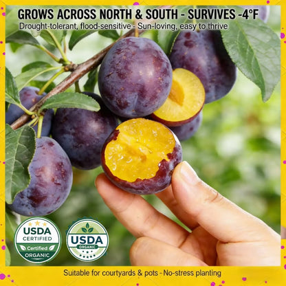 🌳LIMITED-TIME⏰🍑 Heirloom Non-GMO Grafted Plum Tree Live Seeds