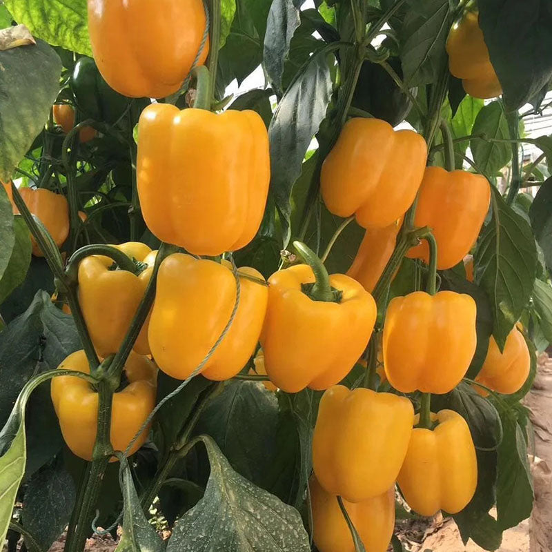 COLORFUL SWEET PEPPER SEEDS