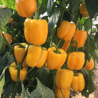 COLORFUL SWEET PEPPER SEEDS