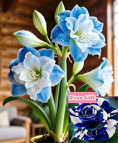 🌺 Amaryllis Bulbs– Dramatic Blooms. Effortless Grace! 🌿✨