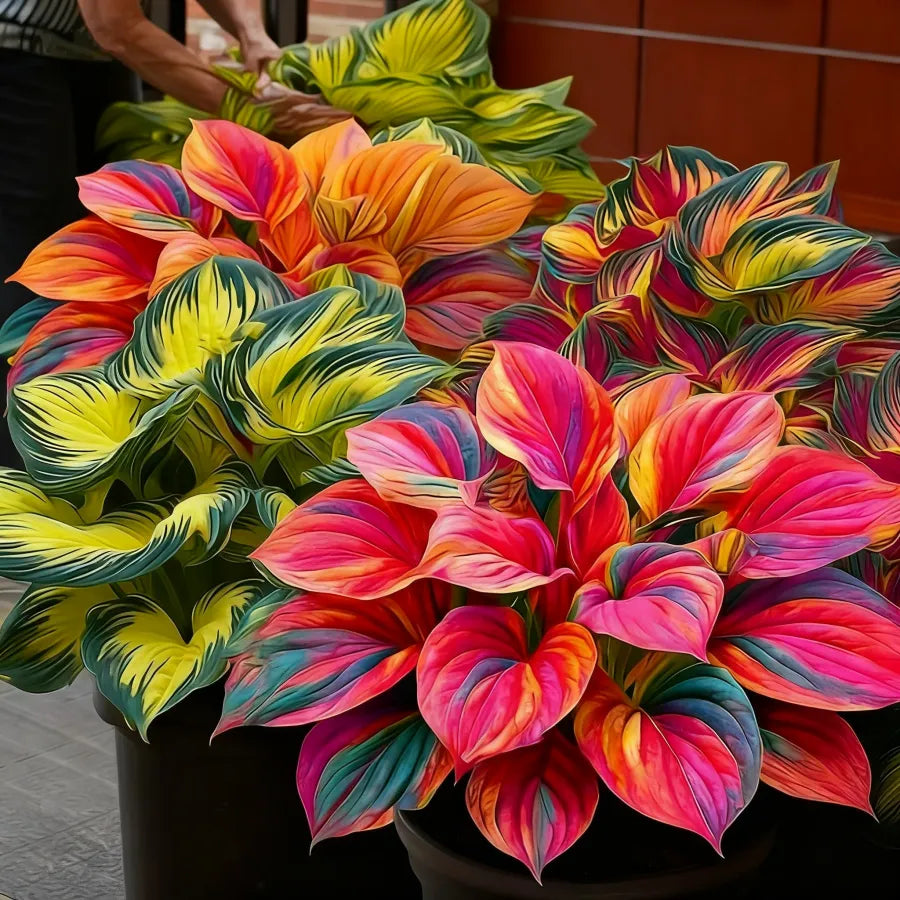 🌈🔥 Limited Edition Rainbow Flame Hostas -Rare Multicolor Foliage. Exclusive to Our Store 🌸