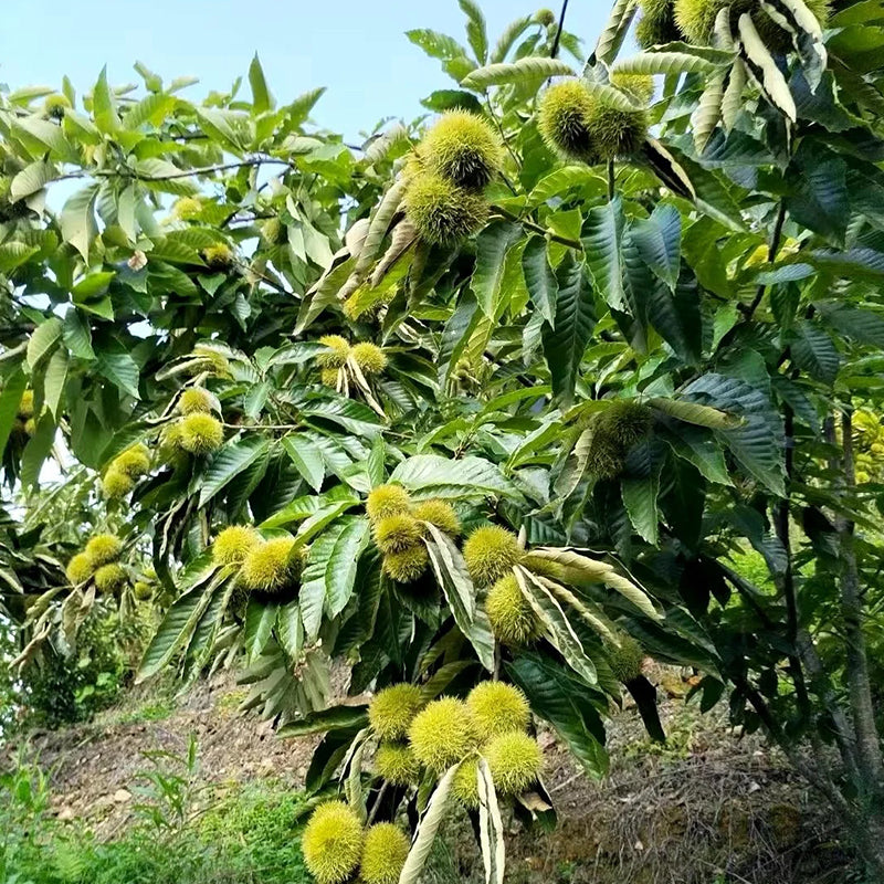 Dwarf Chestnut Seeds – Sweet and Fragrant Nuts