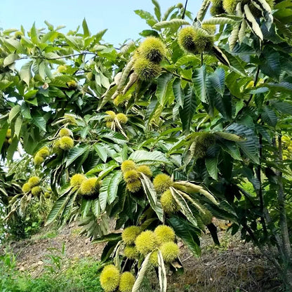 Dwarf Chestnut Seeds – Sweet and Fragrant Nuts