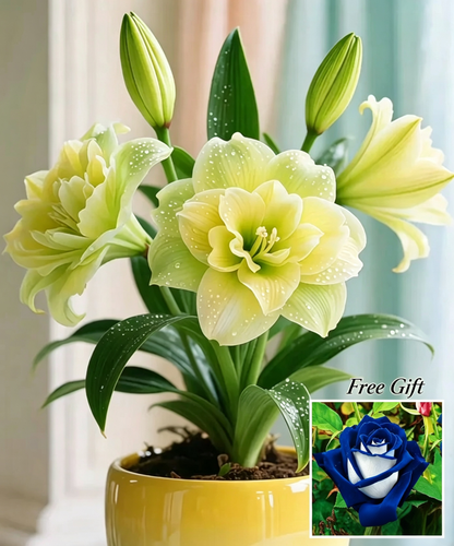 🌺 Amaryllis Bulbs– Dramatic Blooms. Effortless Grace! 🌿✨