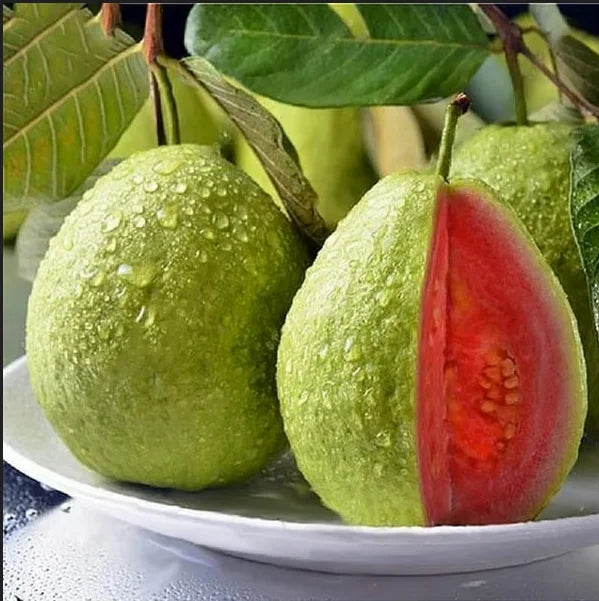 🔥 New Harvest Organic Pink Guava Seeds | Grow Your Own Tropical Fruit Tree At Home