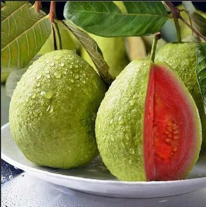 🔥 New Harvest Organic Pink Guava Seeds | Grow Your Own Tropical Fruit Tree At Home