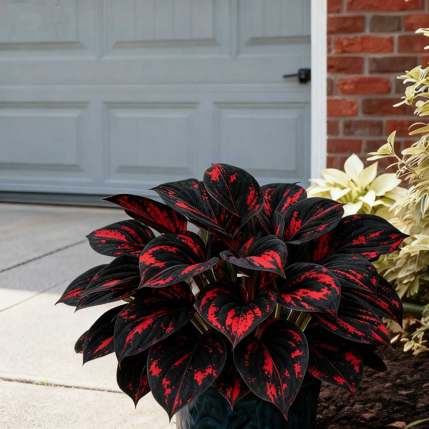 🌈🔥 Limited Edition Rainbow Flame Hostas -Rare Multicolor Foliage. Exclusive to Our Store 🌸