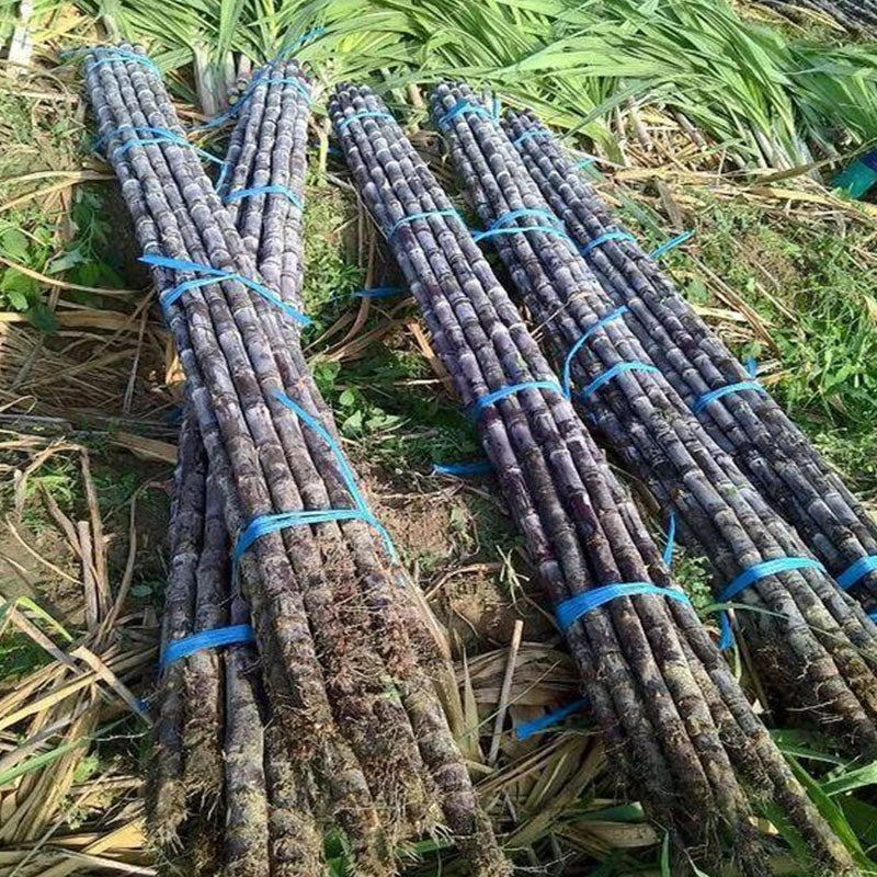 🌱 High-Yield Sugarcane Seeds - Easy to Survive & Grow. Perfect for Home Fruit Planting