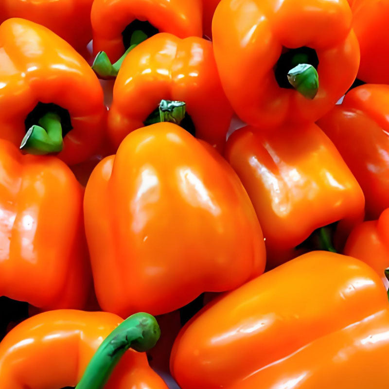 COLORFUL SWEET PEPPER SEEDS