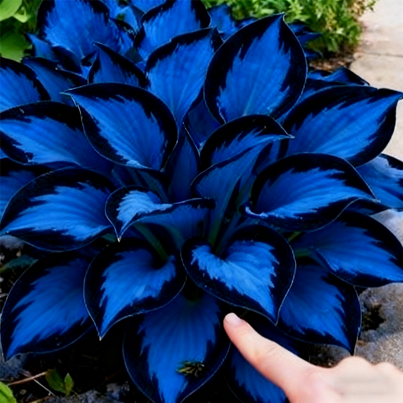 🌿🌌Rare Midnight Purple Hostas Seeds – Like Stars Sprinkled on Every Leaf