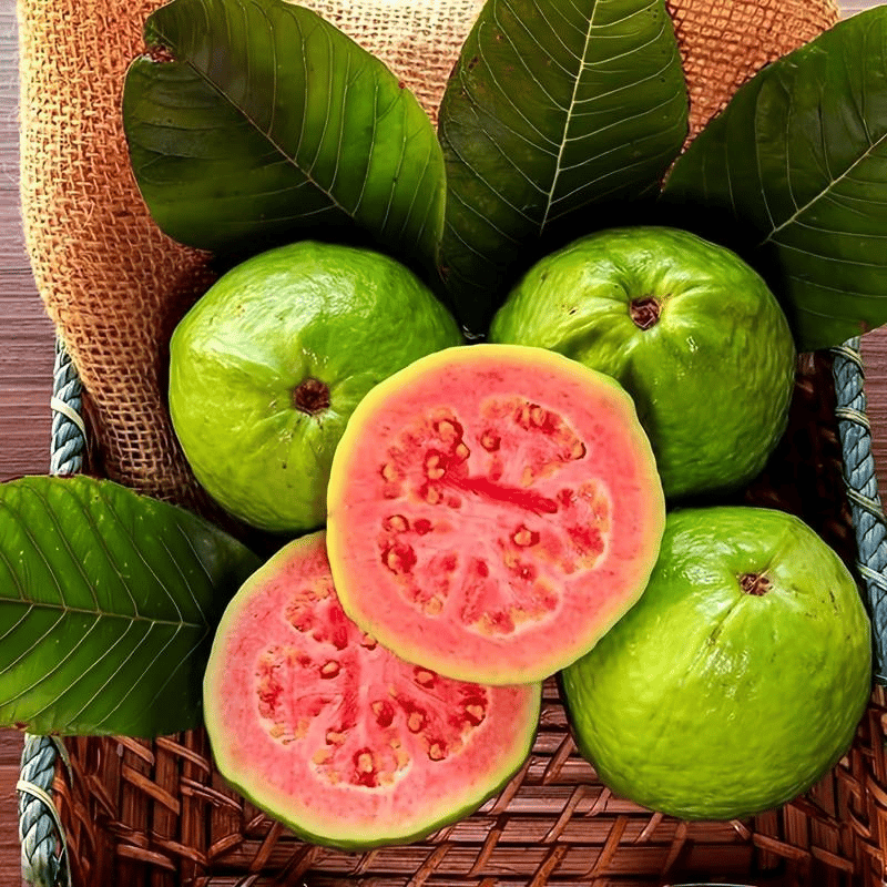 🔥 New Harvest Organic Pink Guava Seeds | Grow Your Own Tropical Fruit Tree At Home