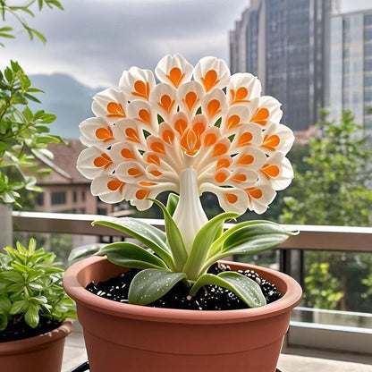💠 The Queen of Fragrant Blooms — Peacock Orchid Bulbs for Pure Garden Luxury