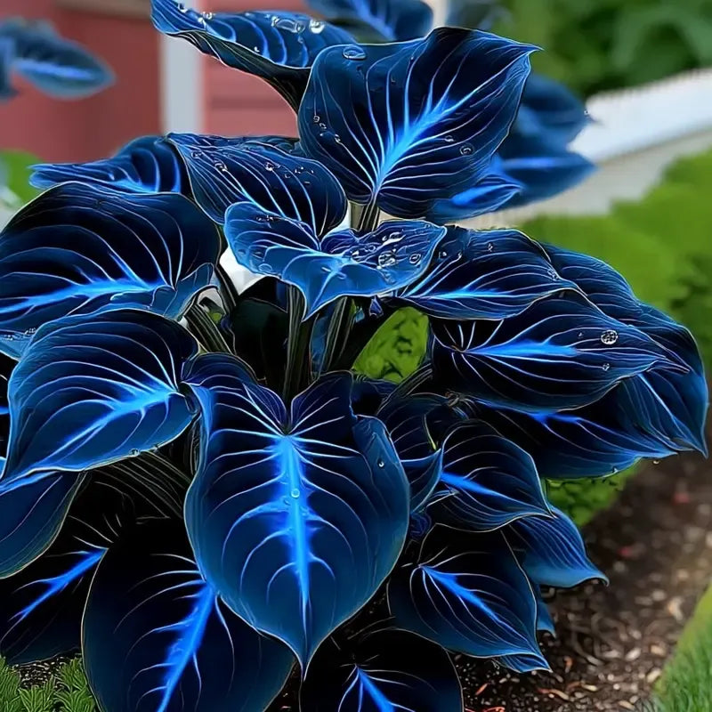 🌌Rare Midnight Hostas Seeds – Like Stars Sprinkled on Every Leaf