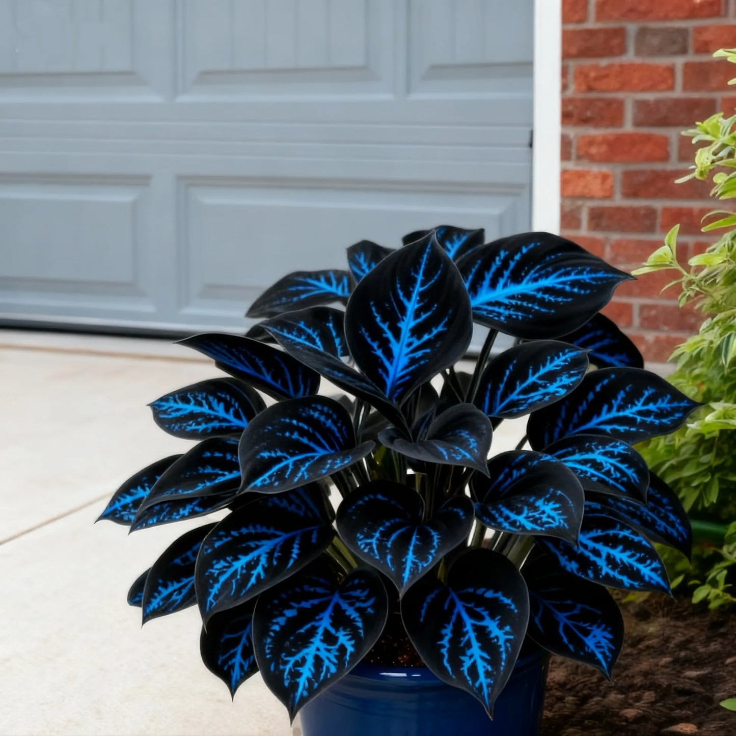🌈🔥 Limited Edition Rainbow Flame Hostas -Rare Multicolor Foliage. Exclusive to Our Store 🌸