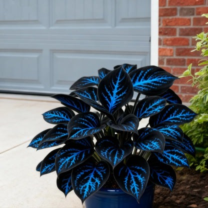 🌈🔥 Limited Edition Rainbow Flame Hostas -Rare Multicolor Foliage. Exclusive to Our Store 🌸