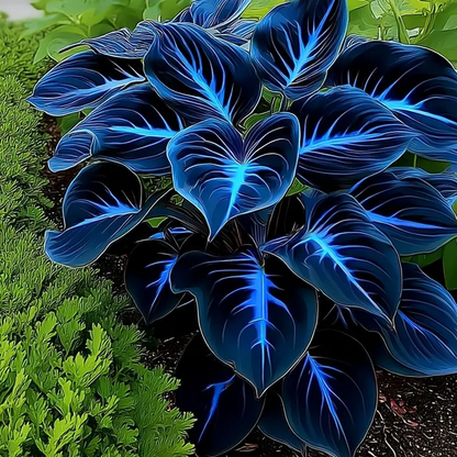 🌌Rare Midnight Hostas Seeds – Like Stars Sprinkled on Every Leaf