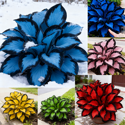 🌿🌌Rare Midnight Purple Hostas Seeds – Like Stars Sprinkled on Every Leaf