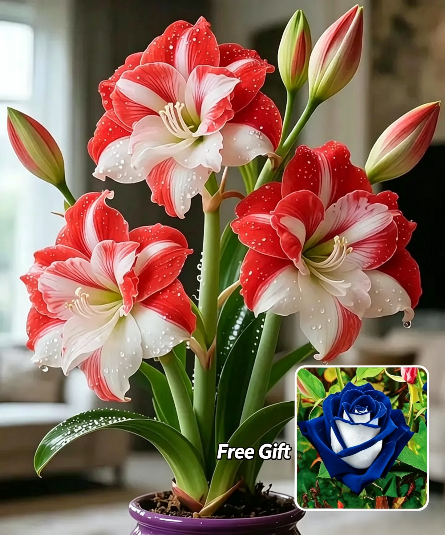 🌺 Amaryllis Bulbs– Dramatic Blooms. Effortless Grace! 🌿✨