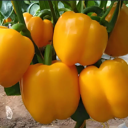 COLORFUL SWEET PEPPER SEEDS