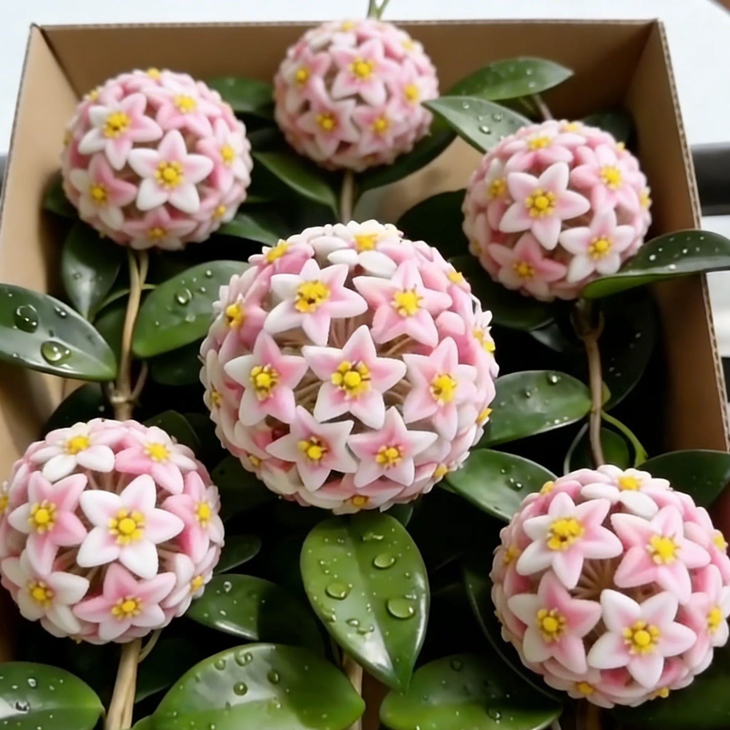 ✨Hoya Bulbs- Stars falling from the sky✨
