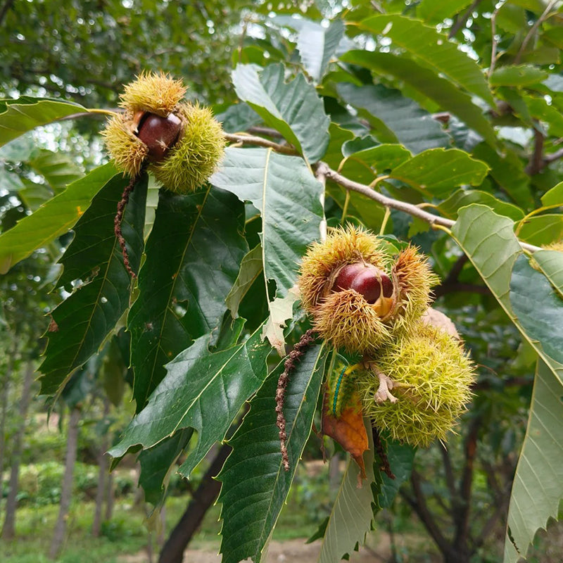 Dwarf Chestnut Seeds – Sweet and Fragrant Nuts