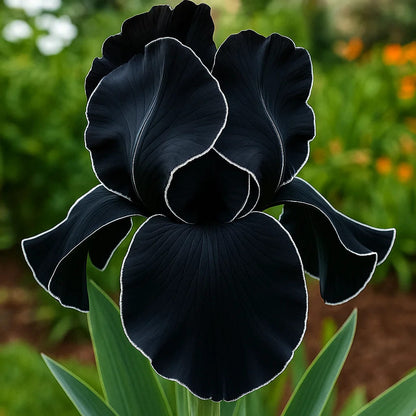 ⚜️Rare Tall Bearded Iris (Premium Bulb Variety)