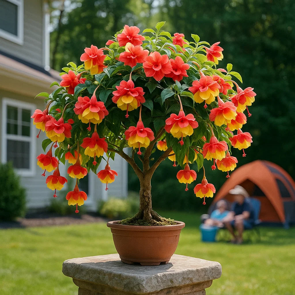 🌸 Double Fuchsia – Beautiful Shade-Loving Flowering Plants