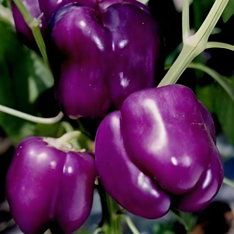 COLORFUL SWEET PEPPER SEEDS