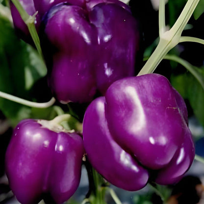 COLORFUL SWEET PEPPER SEEDS