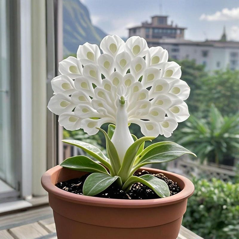 💠 The Queen of Fragrant Blooms — Peacock Orchid Bulbs for Pure Garden Luxury