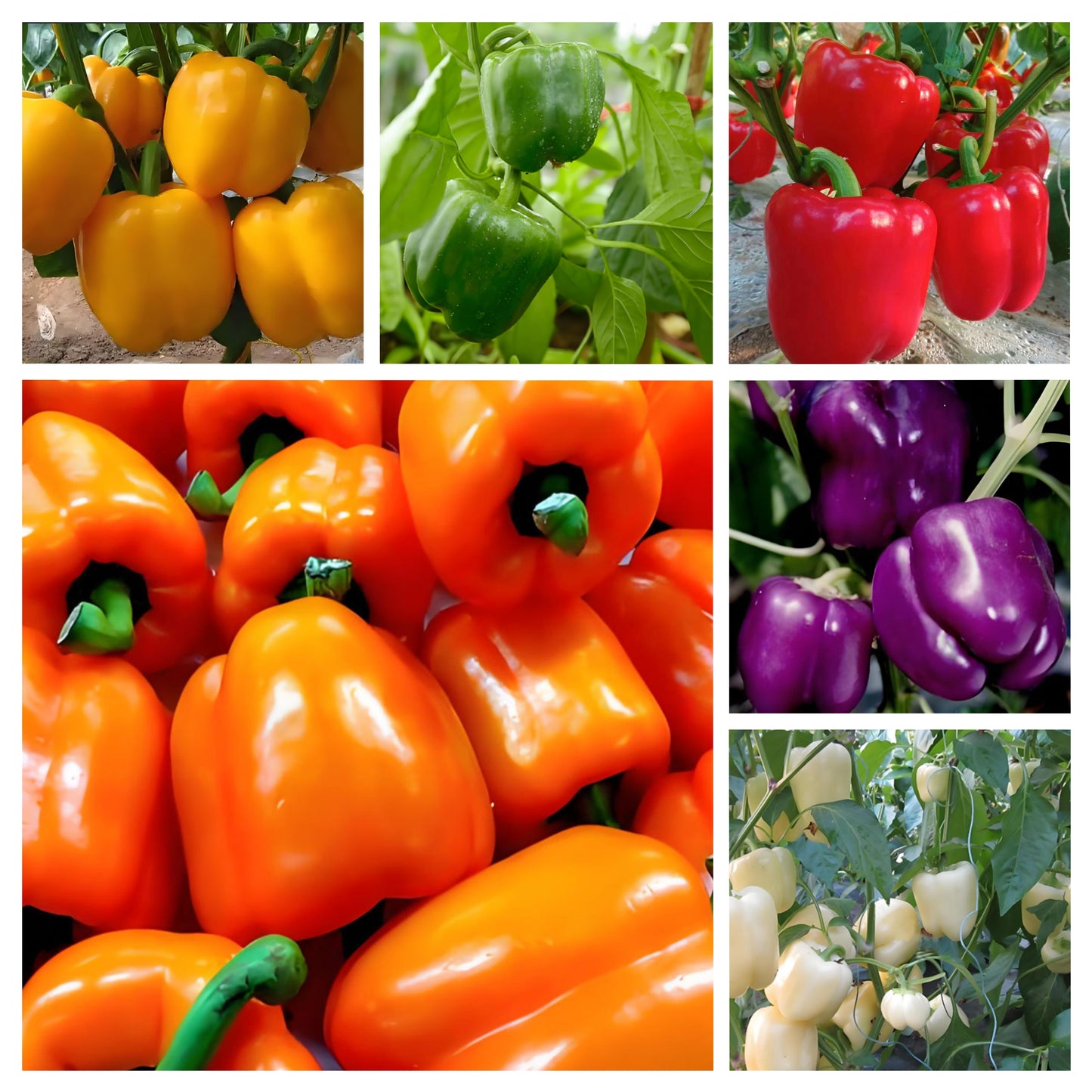 COLORFUL SWEET PEPPER SEEDS