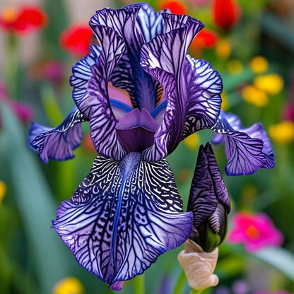 ⚜️Rare Tall Bearded Iris (Premium Bulb Variety)