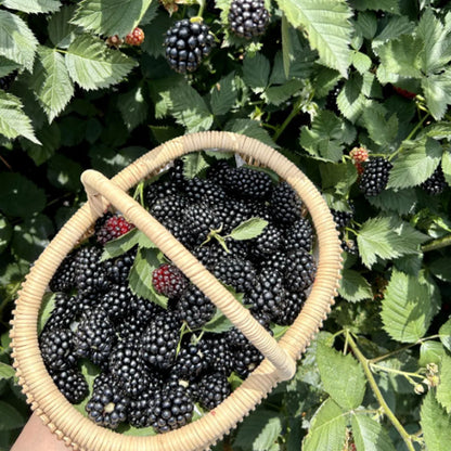 🍓BLACK RASPBERRY ORGANIC NATURAL SEEDS